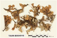 藏品(柄扇牛皮葉衣)的圖片